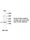ZC4H2 Antibody