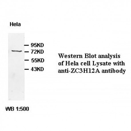 ZC3H12A Antibody