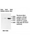 ZBTB25 Antibody
