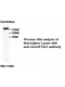 ADAMTSL3 Antibody