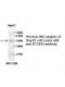ZC3H14 Antibody