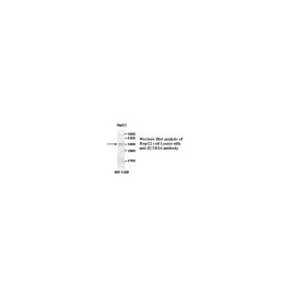 BCL2 Antibody