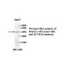 ZC3H14 Antibody