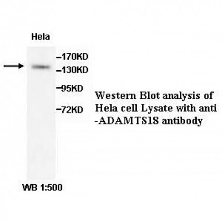 ADAMTS18 Antibody