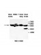 ACTL8 Antibody