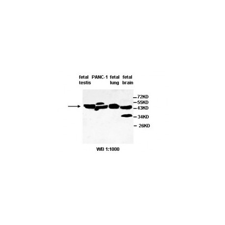 BCL2 Antibody