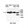 ACTL8 Antibody