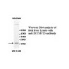ZCCHC13 Antibody