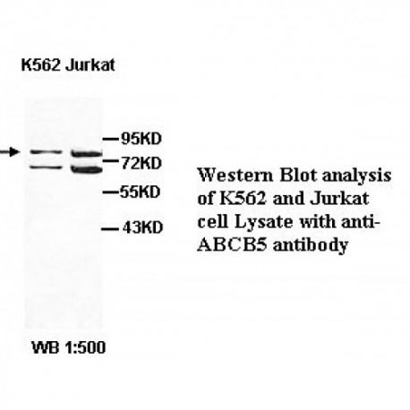 ABCB5 Antibody