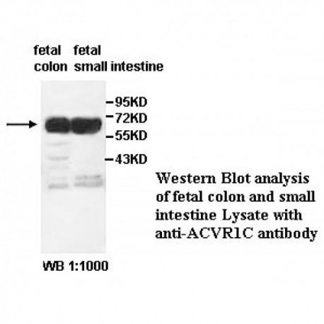 ACVR1C Antibody