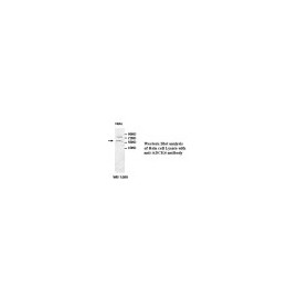 BCL2 Antibody