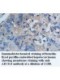 BCL2 Antibody
