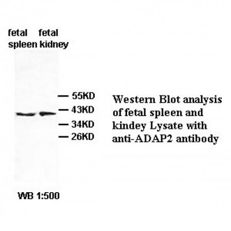 ADAP2 Antibody