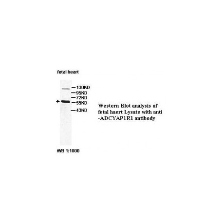 BCL2 Antibody