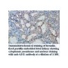 ADI1 Antibody