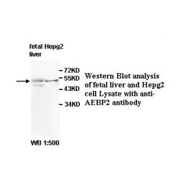 BCL2 Antibody