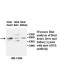 BCL2 Antibody