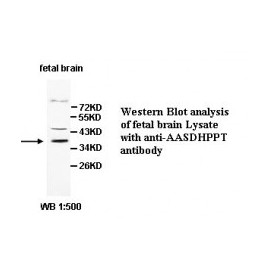 BCL2 Antibody