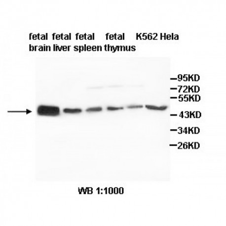 TUBB3 Antibody