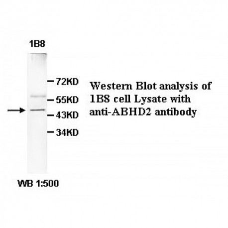 ABHD2 Antibody