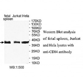 CD84 Antibody