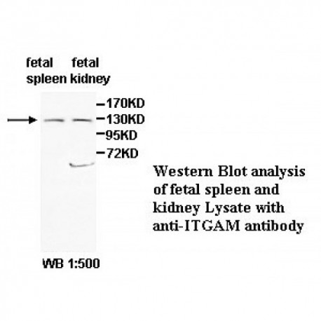 ITGAM Antibody