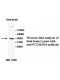 AGBL4 Antibody