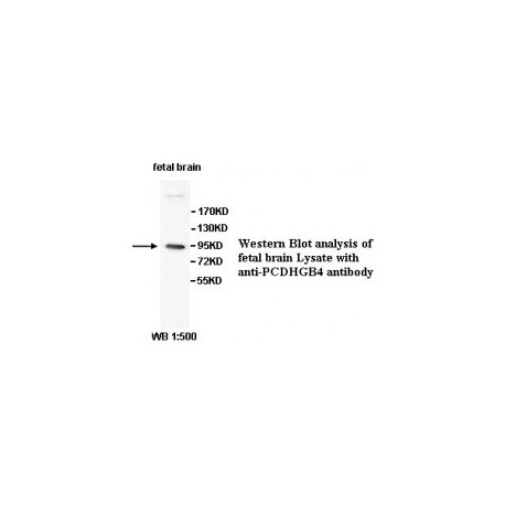 AGBL4 Antibody