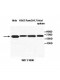 IL18RAP Antibody