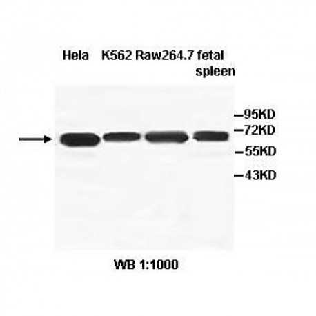 IL18RAP Antibody