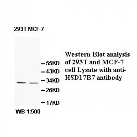 HSD17B7 Antibody