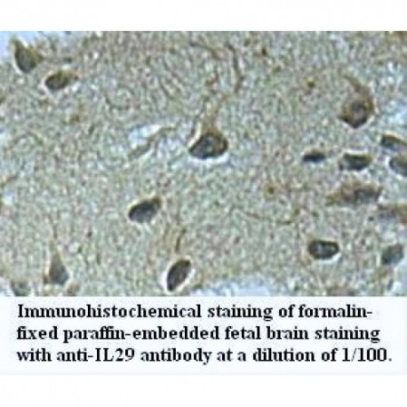 IL29 Antibody