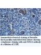 WNK1 Antibody