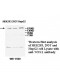 WNK1 Antibody