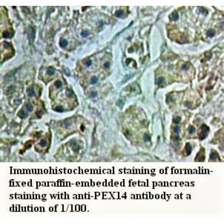 PEX14 Antibody