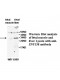 ZNF138 Antibody