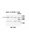 ZNF101 Antibody