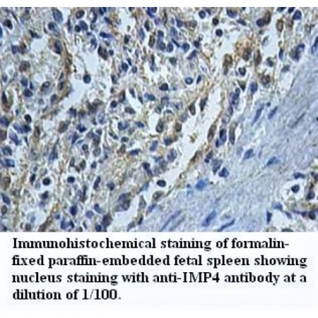 IMP4 Antibody