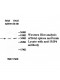 IMP4 Antibody