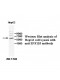ZNF155 Antibody