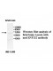 ZNF132 Antibody