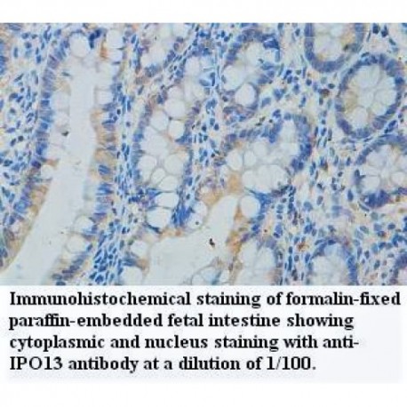 IPO13 Antibody