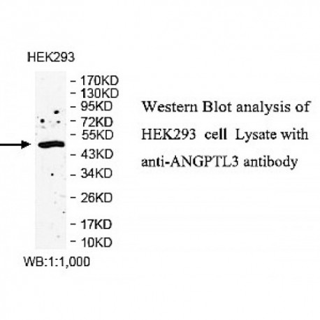 ANGPTL3 Antibody