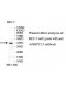 ANGPTL7 Antibody