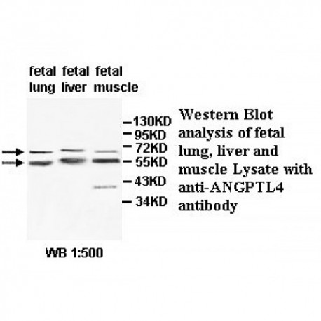 ANGPTL4 Antibody