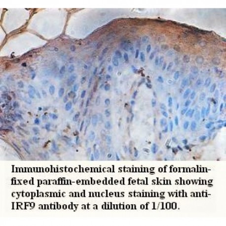 IRF9 Antibody