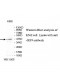 IRF9 Antibody