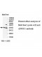 ZNF331 Antibody