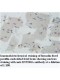 ZNF280A Antibody