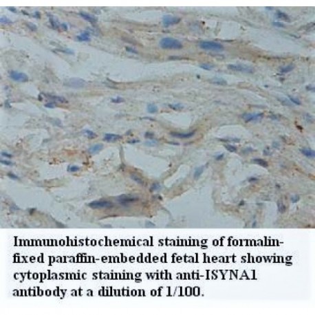 ISYNA1 Antibody